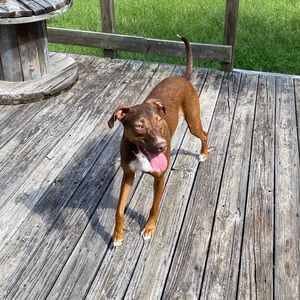 Meet your Posher, Barnaby